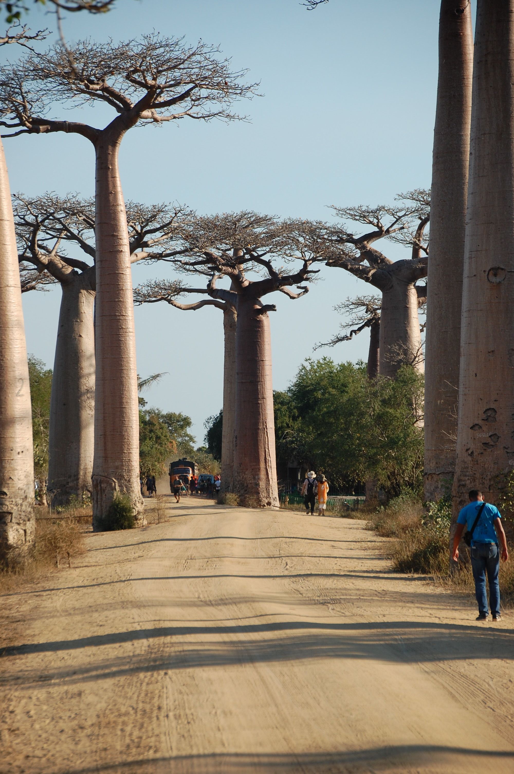 Madagascar Trees